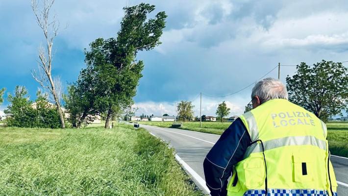 Pioppo pericolante: provinciale chiusa tra Busseto e Soragna