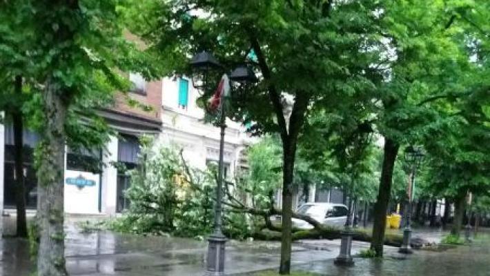 Salso, grosso albero cade in viale Romagnosi 