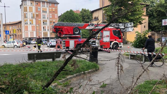 Rami pericolanti in piazzale Santa Croce, vigili del fuoco al lavoro