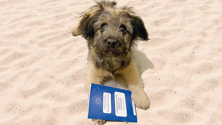 All'estero con cani, gatti e furetti? Serve il passaporto sanitario