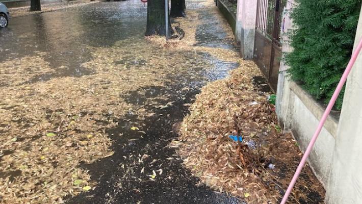 Raccolta foglie a Parma: 15 squadre di spazzamento di cui due operative di notte. 60 operatori mobilitati