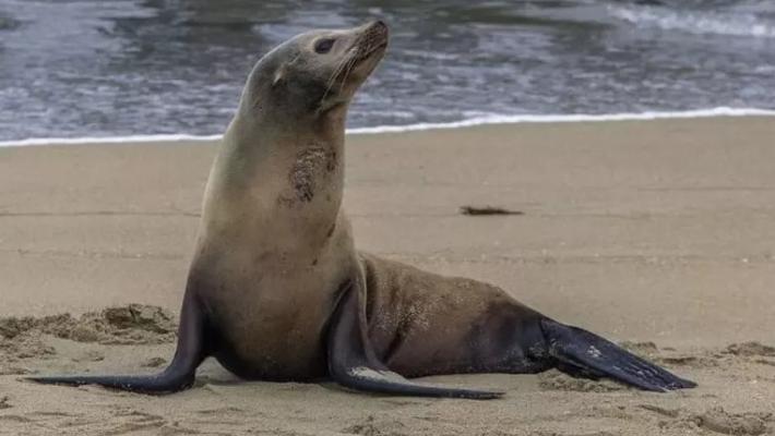 Ragazzino morso da una foca durante una vacanza in Sudafrica