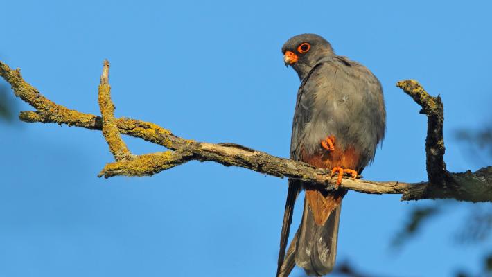 Il falco «piedi rossi» è tornato nella sua Bassa