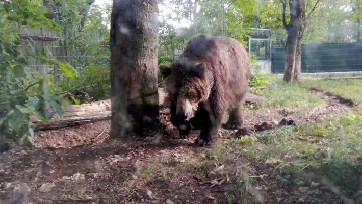 Trento, è stata uccisa l'orsa Kj1