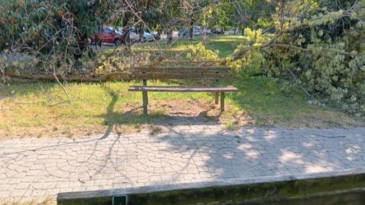 Albero caduto su una panchina