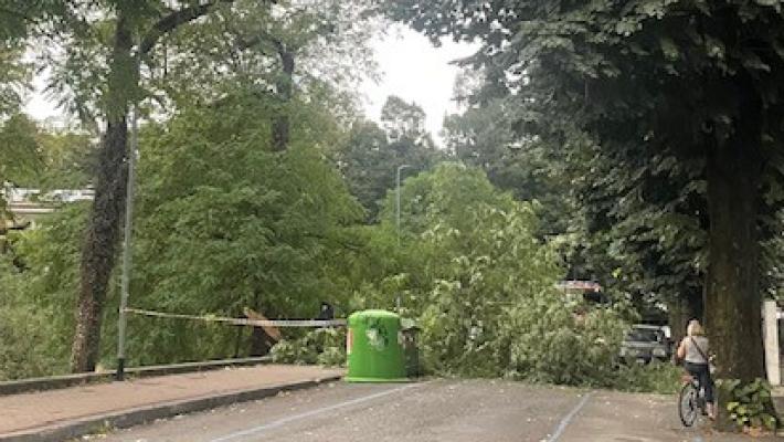 albero caduto in via Pizzi