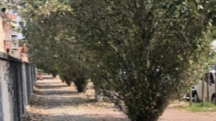 Le piante di viale Villetta