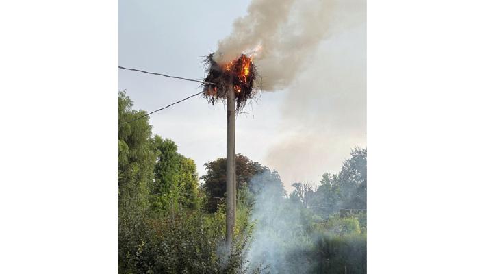 Un fulmine distrugge un nido di cicogne bianche nel Reggiano