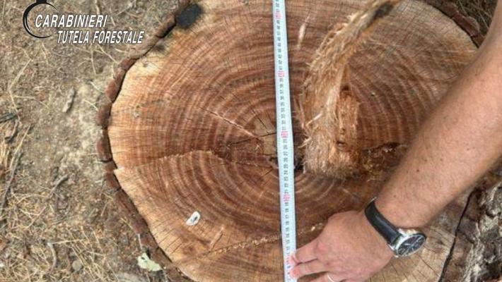 Abbatte un albero di noce di grandi dimensioni in area protetta, denunciato e multato