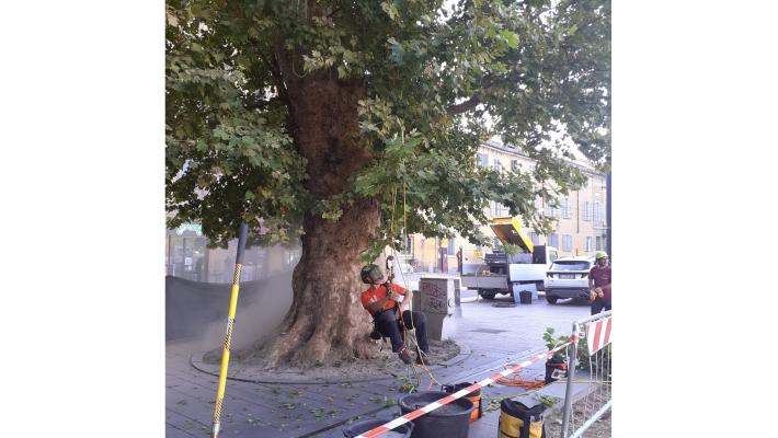 Una cura speciale per il platano