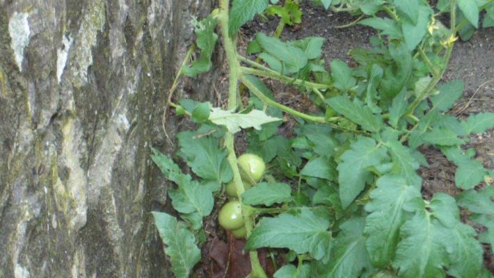 Pomodori a Km zero a Calestano