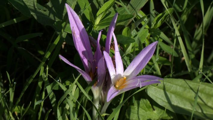 Il fiore misterioso e velenoso che sta sbocciando nelle nostre campagne e nelle golene del Po 