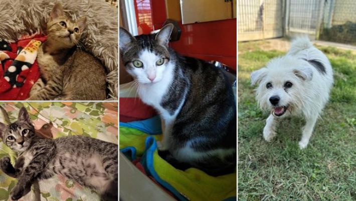 Adottiamoli Riki, Paul e Roby, Pelú, Pinky