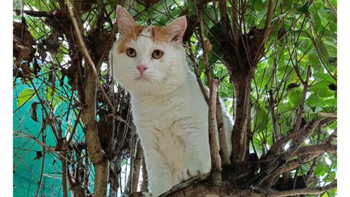 Appello per i gatti di strada: «Aiutateci a salvarli dal freddo»