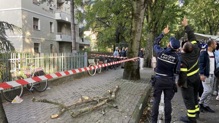 Albero via montanara 