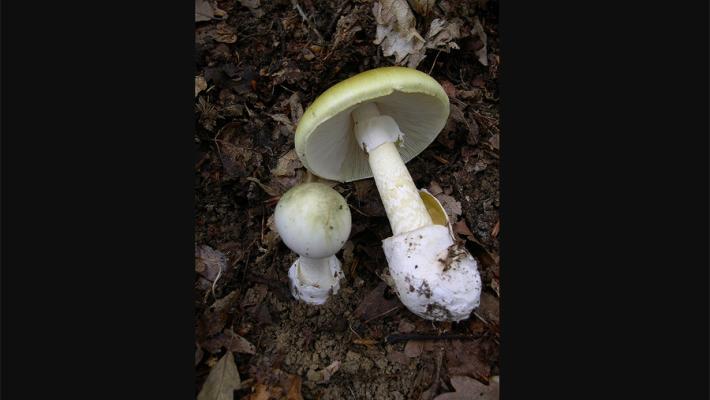 Madre e figlio avvelenati da funghi, la donna è grave 