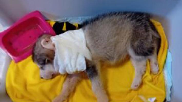 Allevamento lager, la corsa per salvare  i  cani maltrattati
