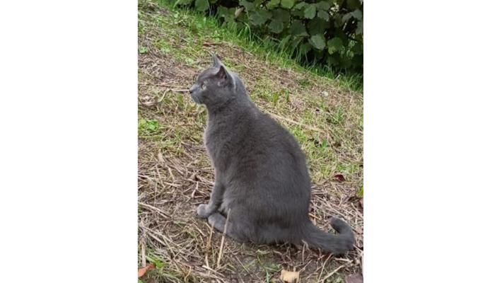 Appello urgente per Teo