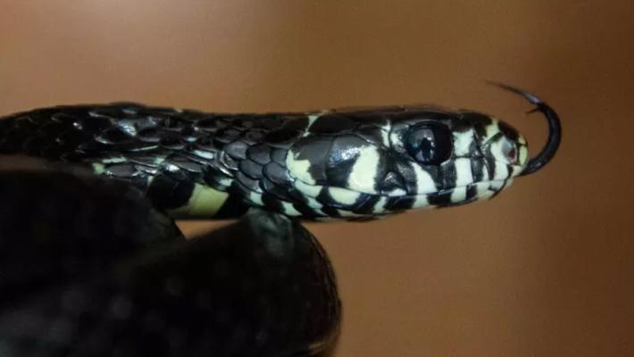 Australia, scampa al morso di serpente tigre mentre è alla guida