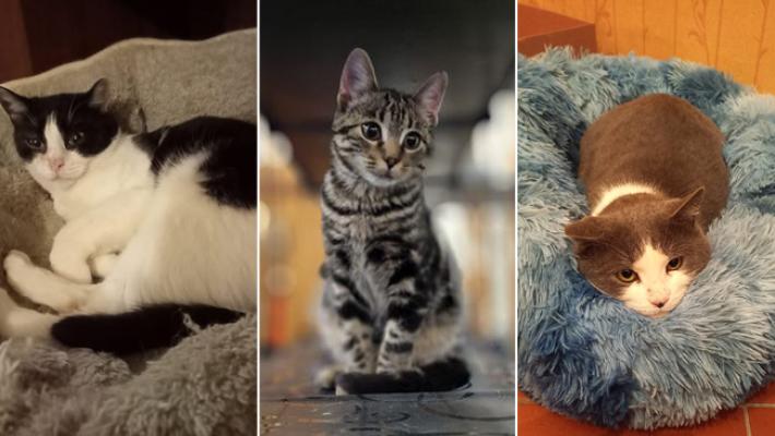 Adottiamoli Milo, Castagna, Macchietta