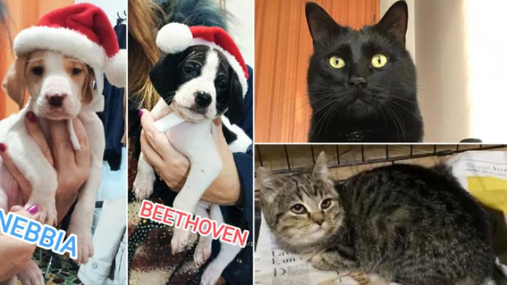 Adottiamoli Nebbia e Beethoven, Enea e Angelina