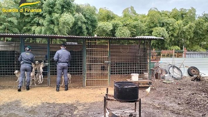 Individuato canile-fantasma: un denunciato
