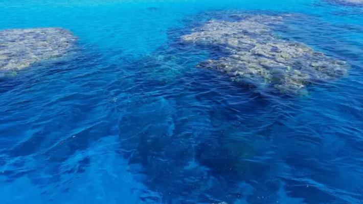 Due turisti italiani attaccati da uno squalo nel Mar Rosso: morto un 48enne di Roma, ferito un 69enne di Cremona