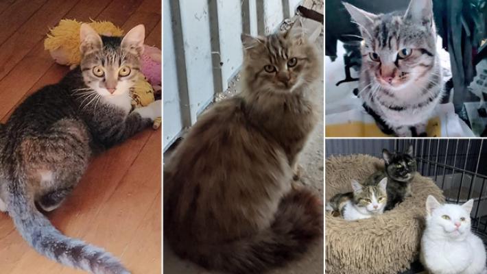 Dior, Mimi e Coco, Amore, Gioia e Felicità vi aspettano