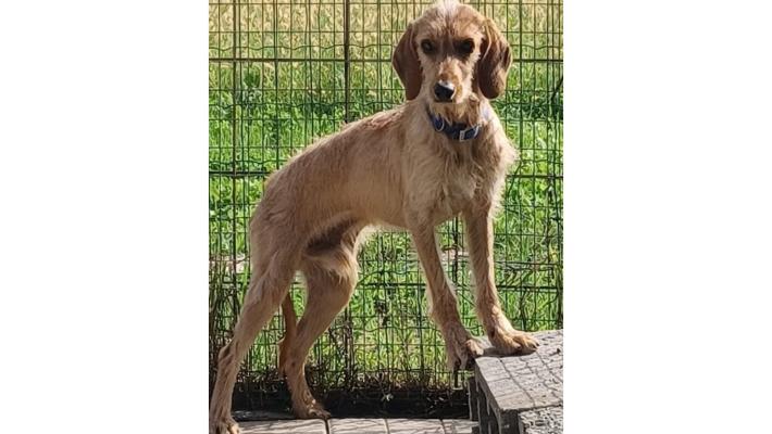 Biondo pronto per essere adottato