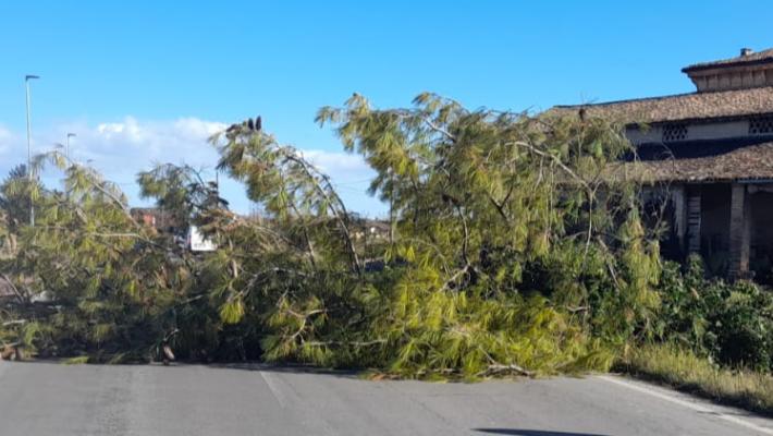 albero caduto