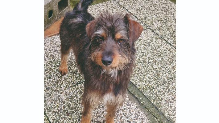 Appello per il cagnolino Biagio