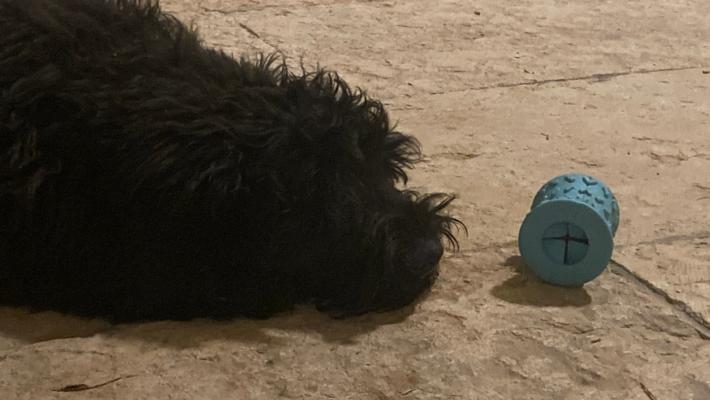 Quando Fido si annoia, i giochi per  farlo  divertire