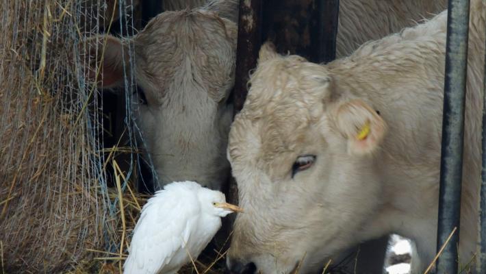 Spettacolo del natura a Polesine dagli Spigaroli
