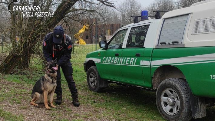 Controlli dei Carabinieri Forestali, denunciato un uomo per aver somministrato cibo per gatti avvelenato.