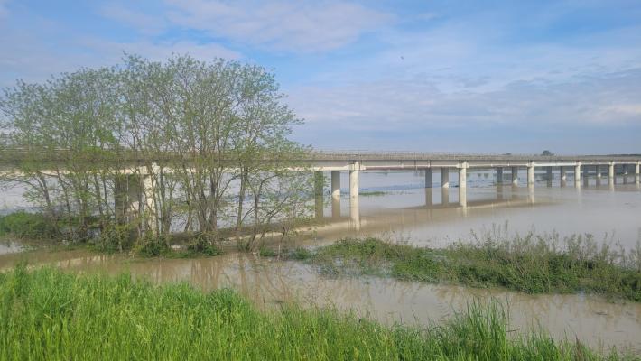 Abbandona il pitbull nella golena del Po