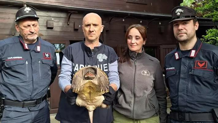 Sequestrata nel Modenese una tartaruga alligatore