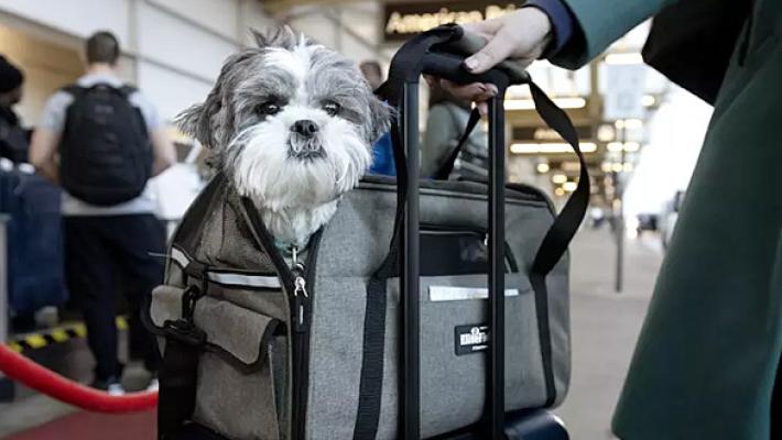 Più facile volare con cani e gatti in cabina