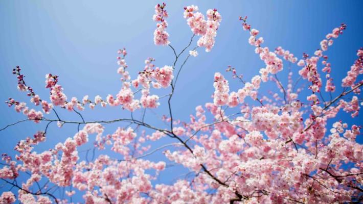 Torna a Traversetolo la tradizionale Fiera di Primavera: tre giorni di eventi, musica, arte e divertimento - Il programma