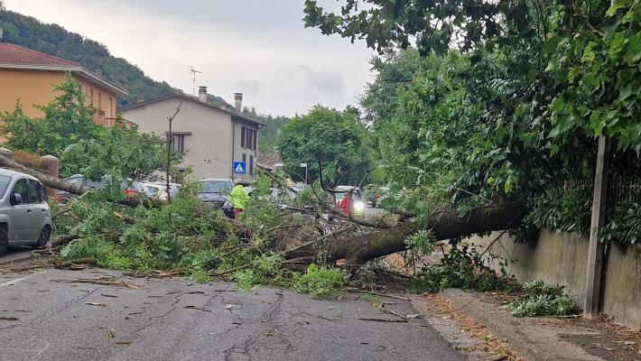 Paura a Salsomaggiore, un albero crolla in mezzo alla strada: traffico in tilt