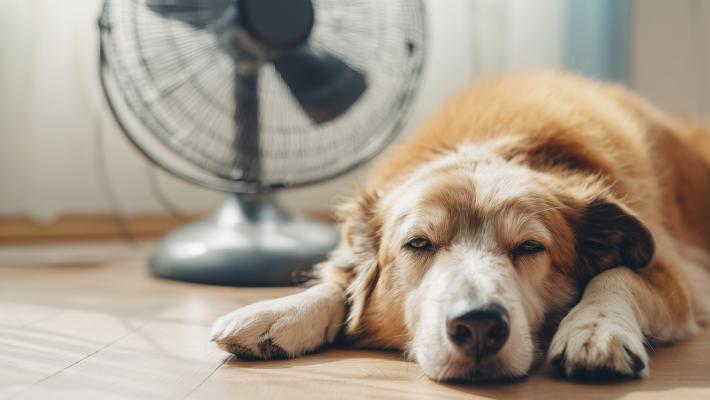 Colpi di calore, ma non solo. I rischi estivi per  cani e gatti