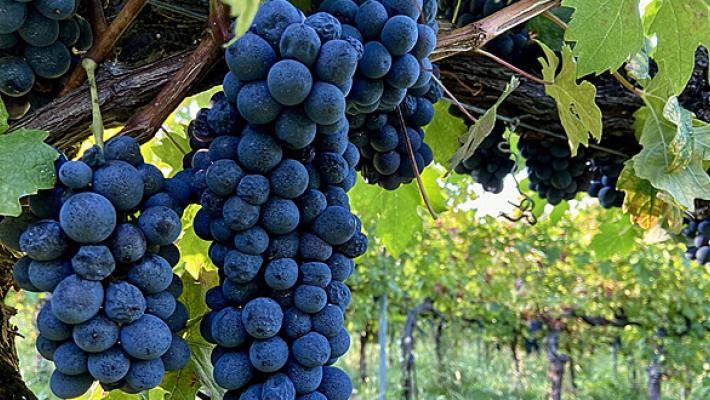  Vendemmia 2025, buone prospettive per l’annata
