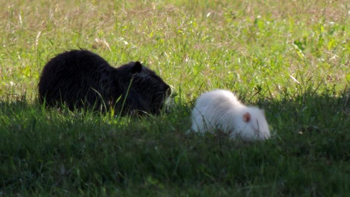 Raro avvistamento in terra di Po fotografata la nutria albina