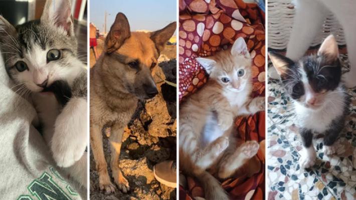 Olivia, Max, Zena e Minimiao