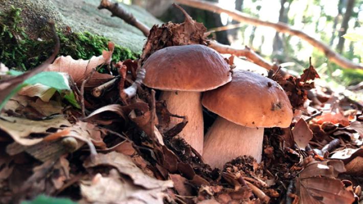 Albareto, torna la  Fiera nazionale: tre giorni di gusto e tradizione