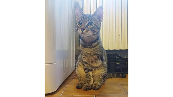 Adozione del cuore per Ercolino senza una zampetta 