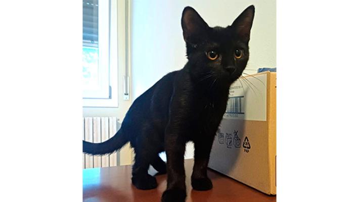 Appello per la dolce gattina Luna