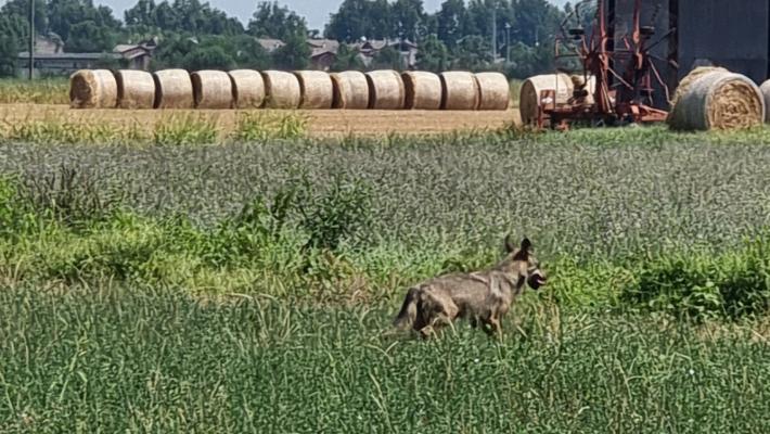 Lupo in zona Monticelli Terme vicino a case