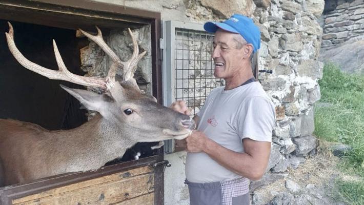 Morto Bambi, il cervo più famoso d'Italia