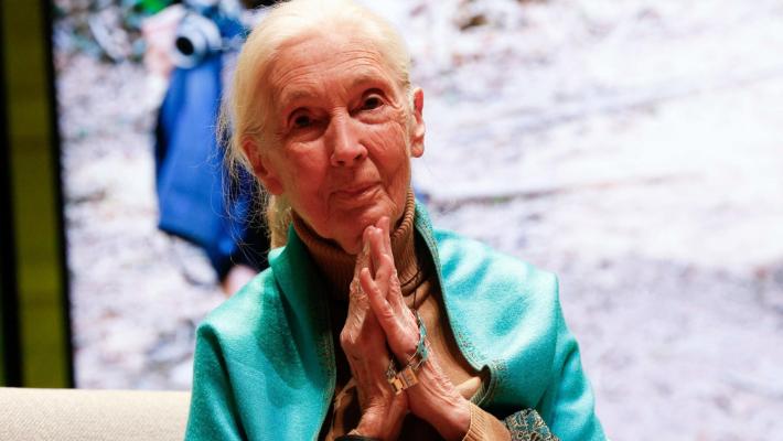 Morta a 91 anni la celebre etologa Jane Goodall. Lottò per gli scimpanzè