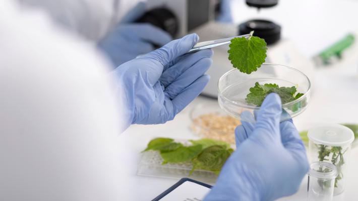 Piante e salute: all'Università di Parma un nuovo corso di perfezionamento e alta formazione 
